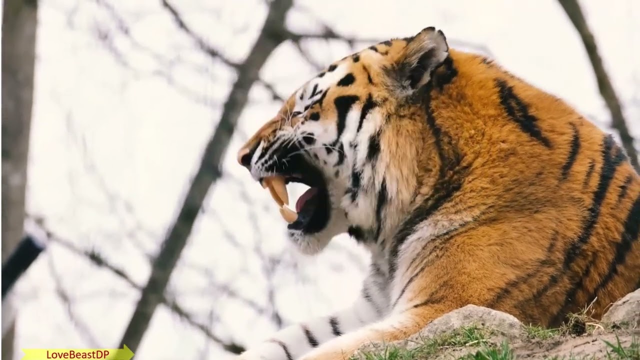 International Tiger Day 2025 LoveBeastDP