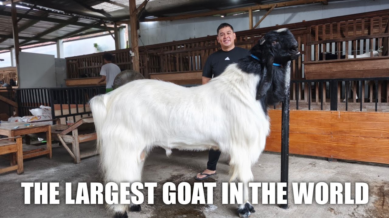 KAMBING TERBESAR DI DUNIA !!  MASKOT KANDANG ZARA FARM SOLO 
