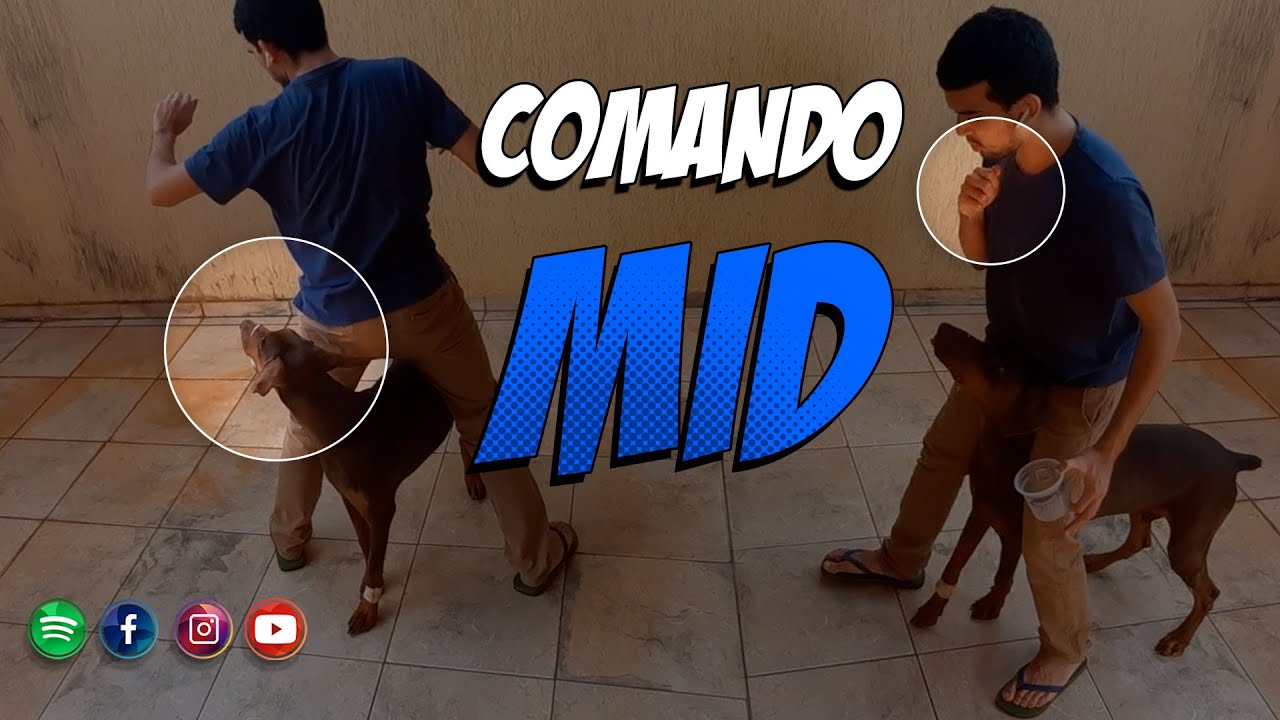 Como ensinar o cão a andar entre as pernas?