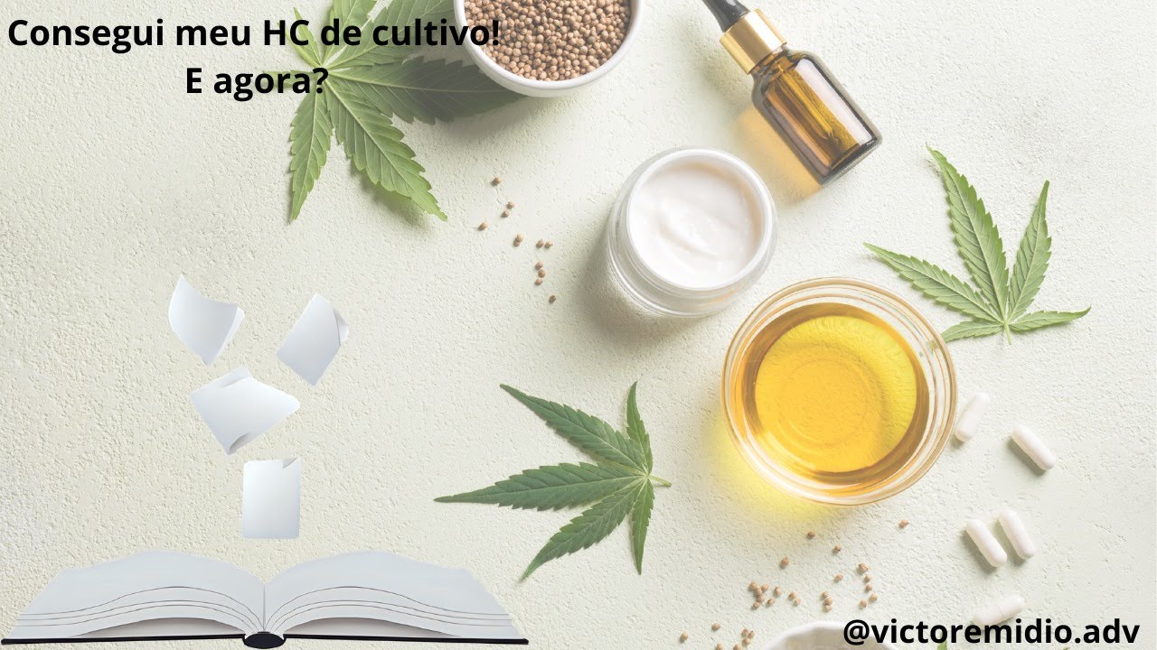 O QUE FAZER AP&Oacute;S CONSEGUIR O HC DE CULTIVO? #advogado