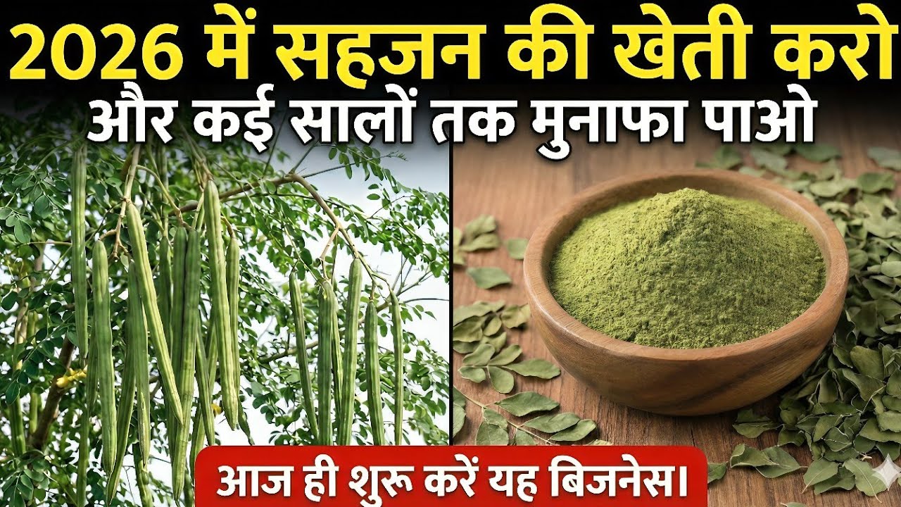 गरीब जमीन पर सोने की फसल | सहजन की खेती से जबरदस्त मुनाफा #farming