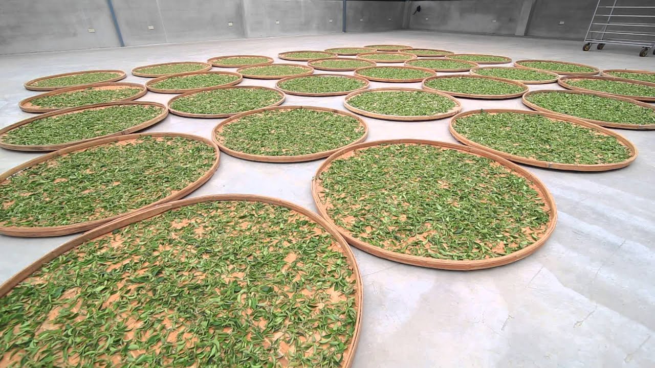 2013徐耀良茶園-極品中的東方美人茶-故事篇 完整版