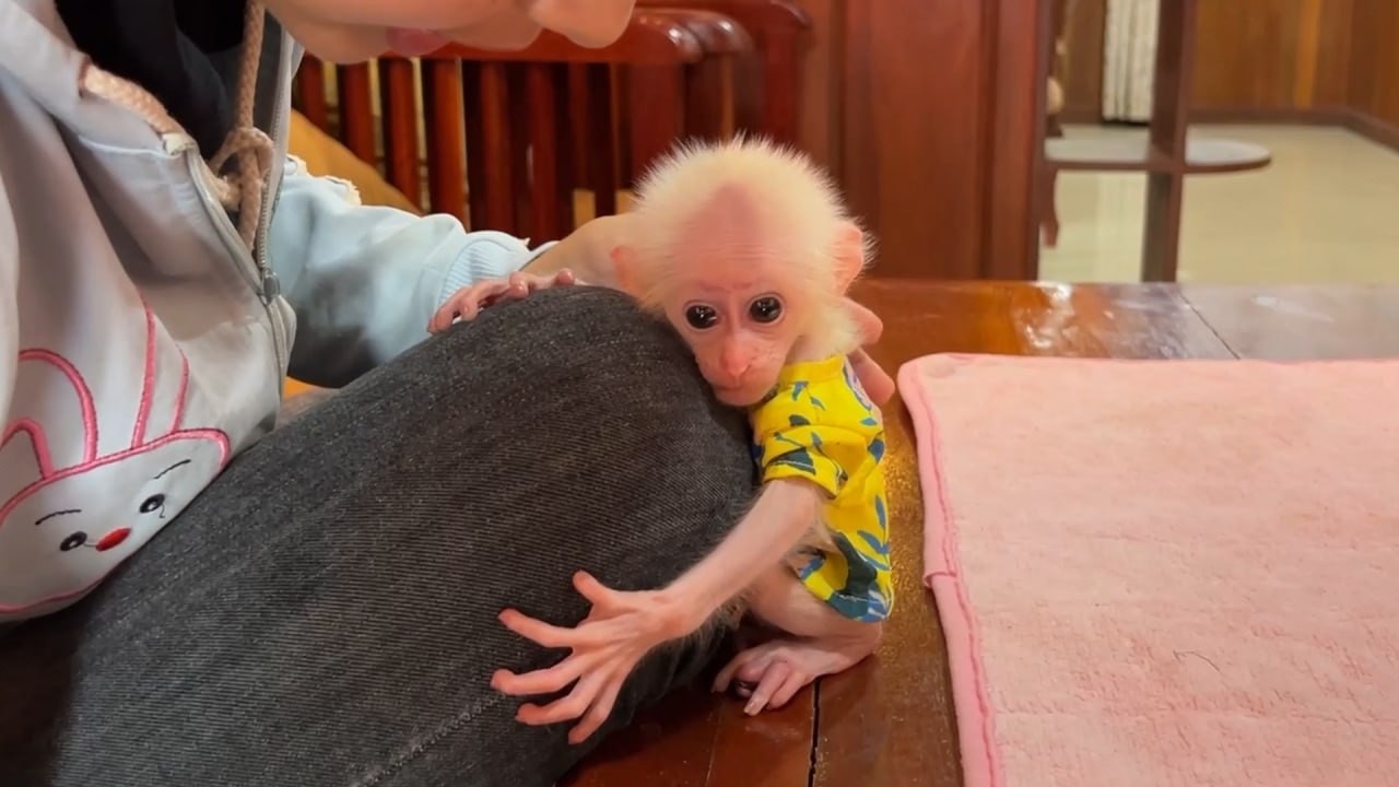 Baby Minea Hug Mom Warmly Please Mom & Beg Mom For Treats