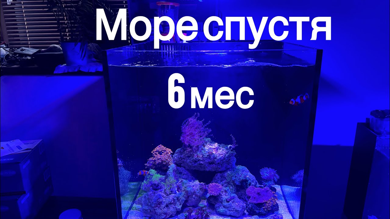 ОБЗОР СКИММЕР sq-70/АКВАРИУМ СПУСТЯ 6 мес