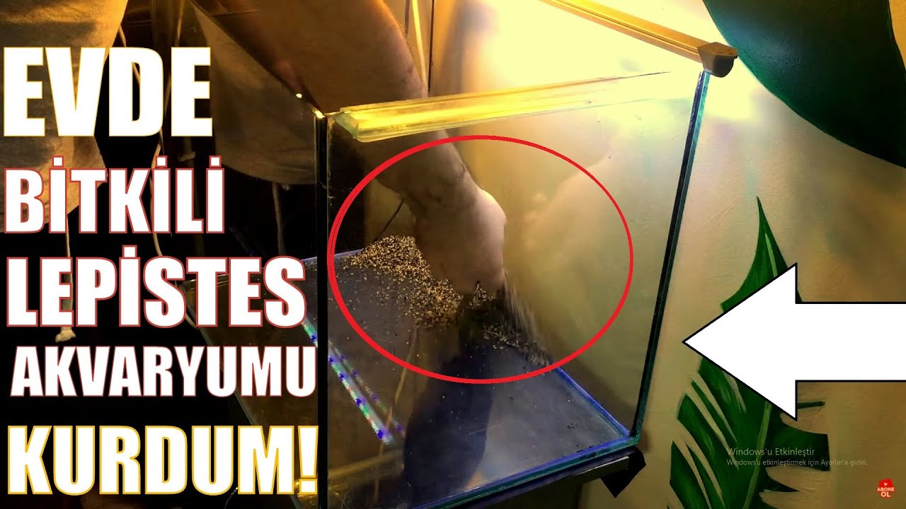 YENİ BİTKİLİ LEPİSTES AKVARYUMU KURDUM! ÖYLE  ŞEYLER ALDIM Kİ BAYILACAKSINIZ!