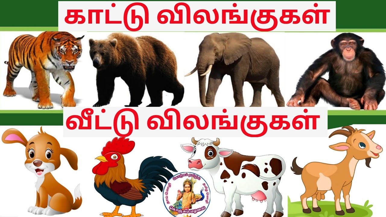 Wild and Domestic Animals name in tamil / Konjum Mazhalai / PRINIT / Tamilarasi