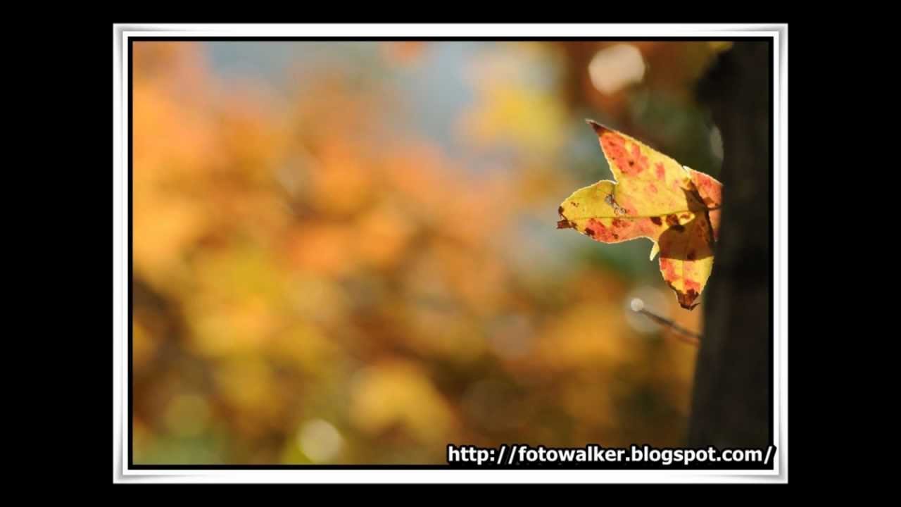 大棠紅葉2011