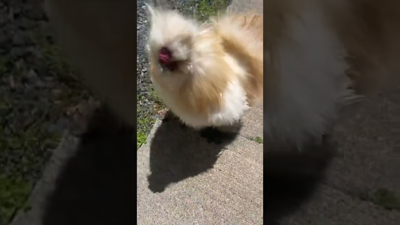 Binoo just loves he’s life ❤️