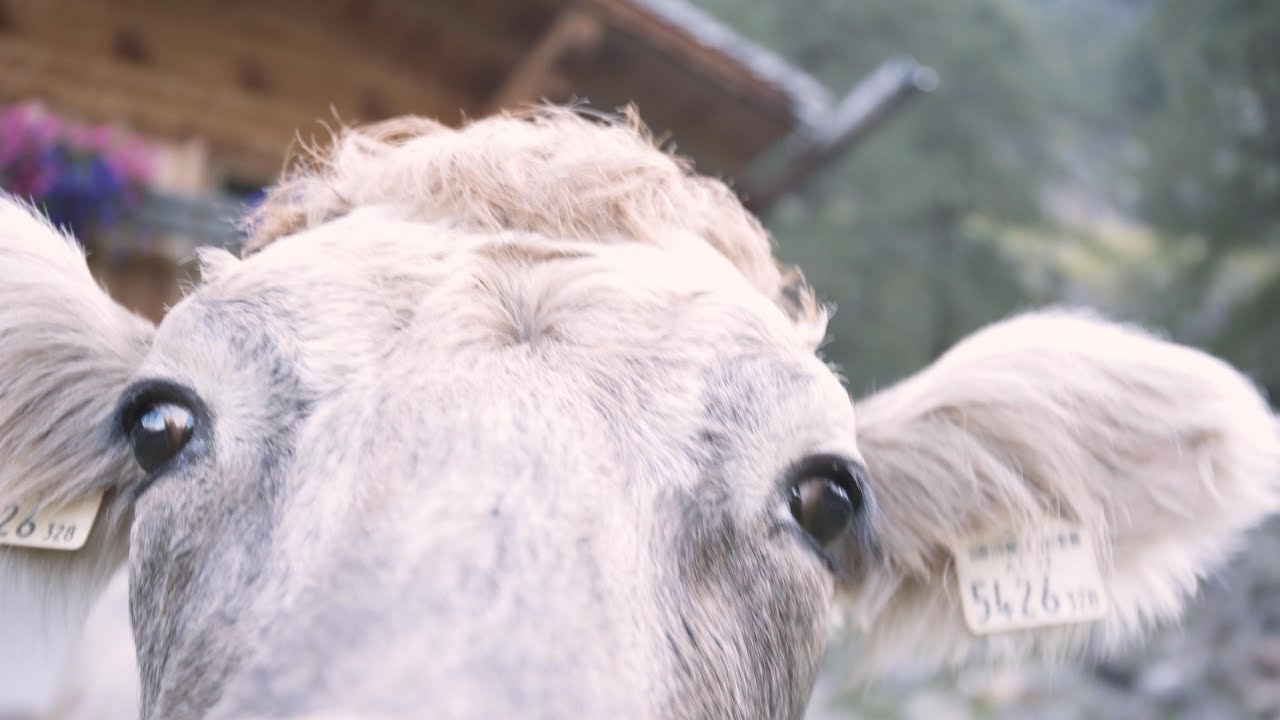 Auf Tuchfühlung mit den Graukühen / Getting in touch with the grey cows
