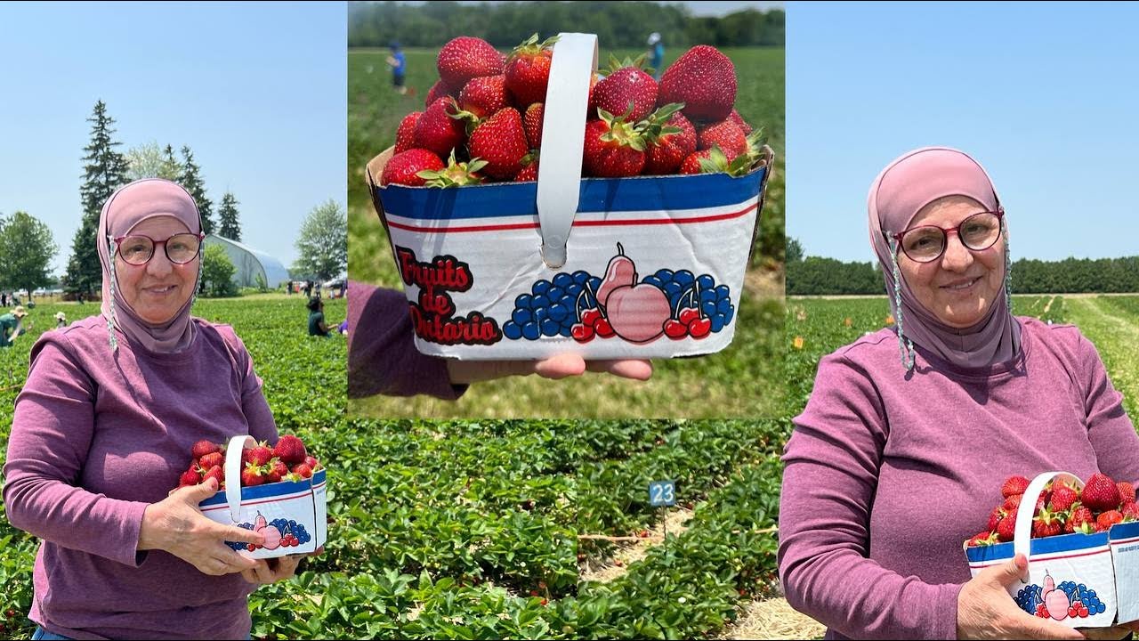 Heemen's زرت مزرعة الفراوله