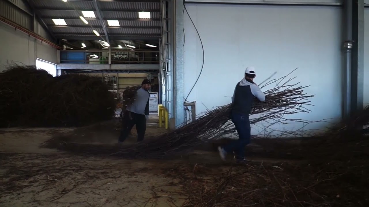 la recolte des vignes meres de porte greffe et atelier de chicotage chez savoir vigne p&eacute;pini&egrave;re Barn
