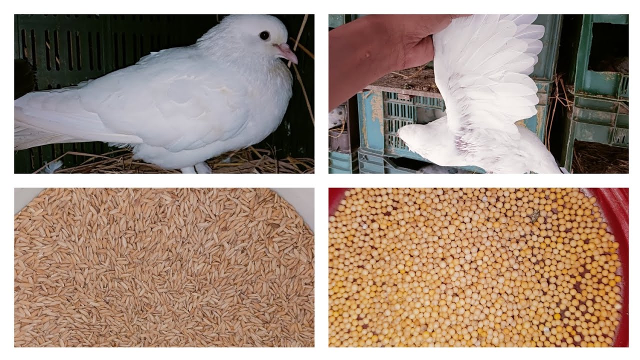 কবুতর কে প্রতিদিন যেসব খাবার খাওয়ানো উচিৎ #pigeon #kabutar