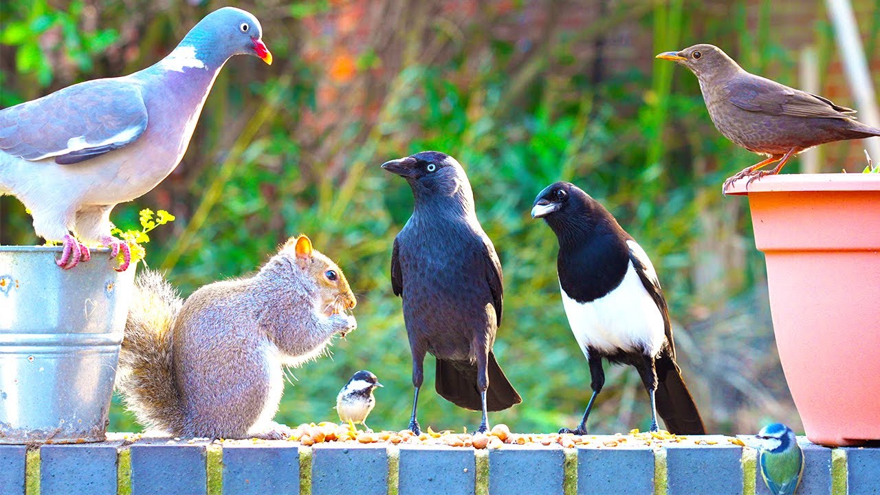 Для кошек видео 🕊️ Птицы и белки обнаружили кучу еды на стене 🐿️ Птички для кошек 4K HDR
