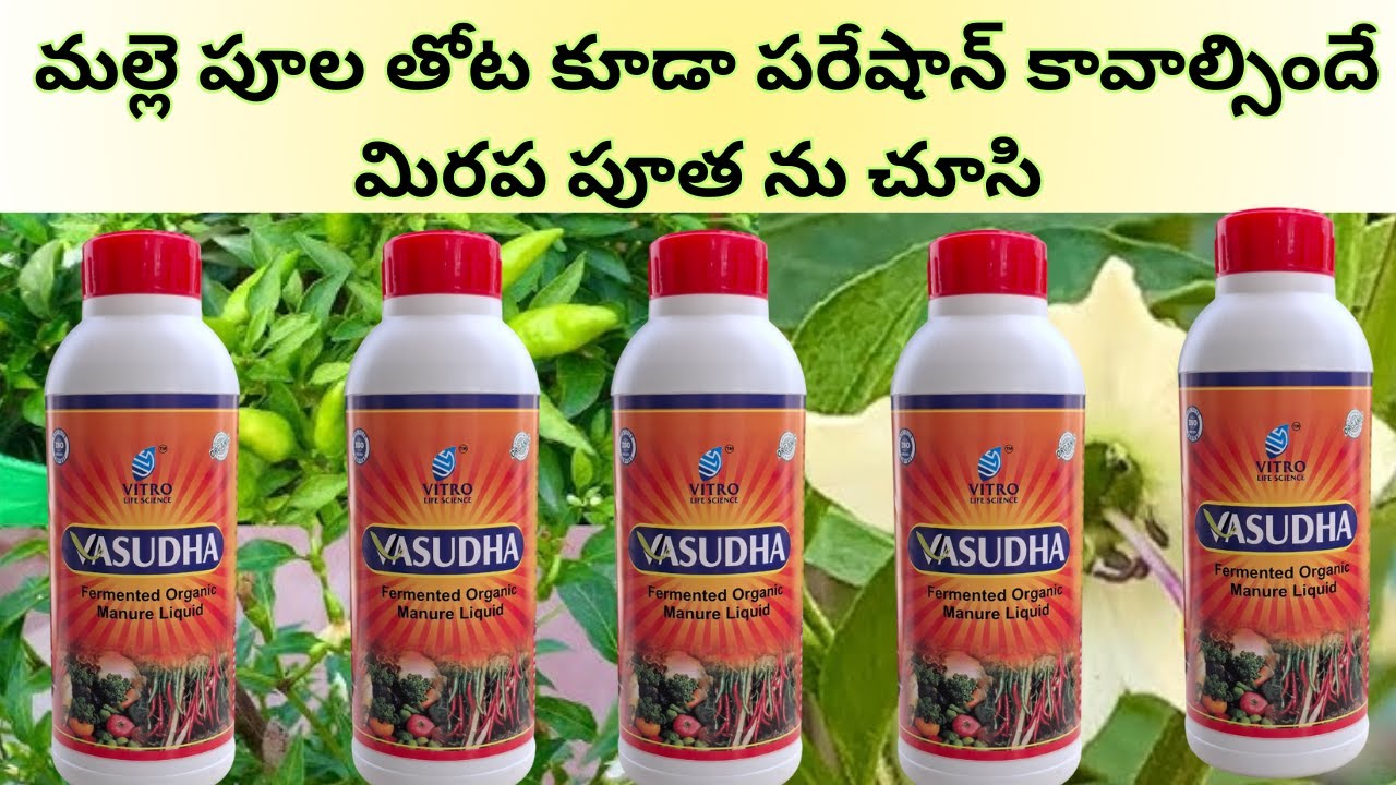 మిరప 5-10 క్వింటాల్ దిగుబడి రావాలంటే వసుధ. మల్లె పూల తోట కూడా పరేషాన్ కావాల్సిందే మిరప పూత ను చూసి