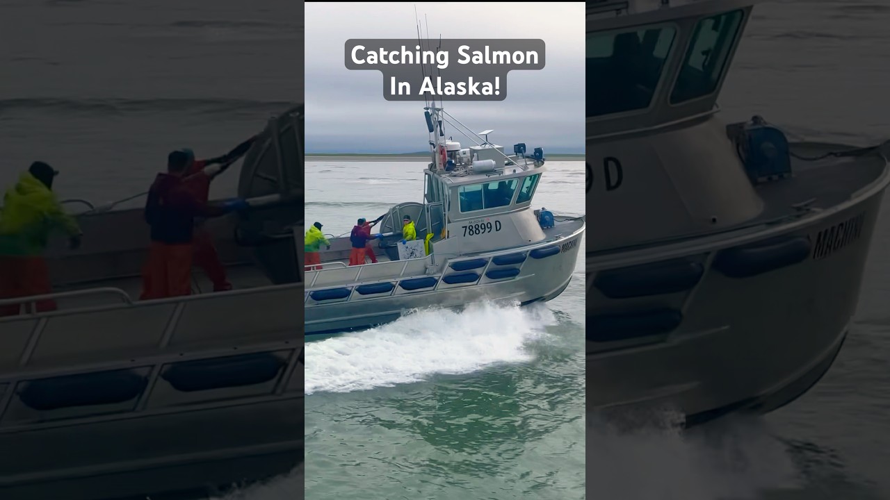 Alaska Wild Salmon | Gillnetting Bristol Bay Sockeye! 