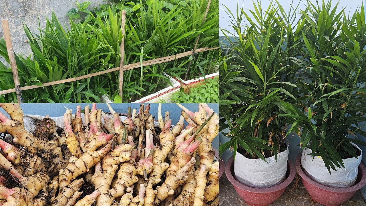 Cách trồng gừng trong bao đơn giản lại cho nhiều củ