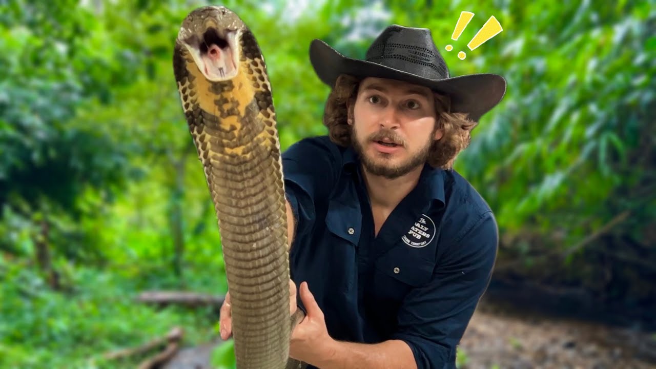 KING COBRA needs HELP!