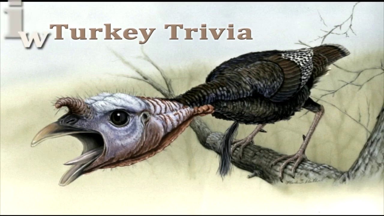 Turkey Trivia (:60)
