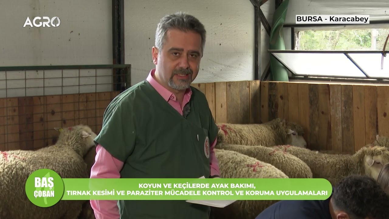 KOYUN VE KEÇİLERDE AYAK ÇÜRÜĞÜ HASTALIĞI | BAŞ ÇOBAN