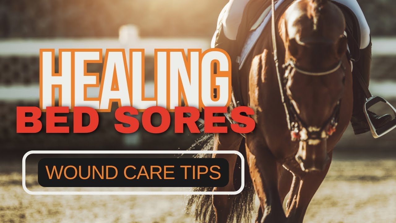 Stop Stressing About Healing Your Horse's Bed Sore Wounds!