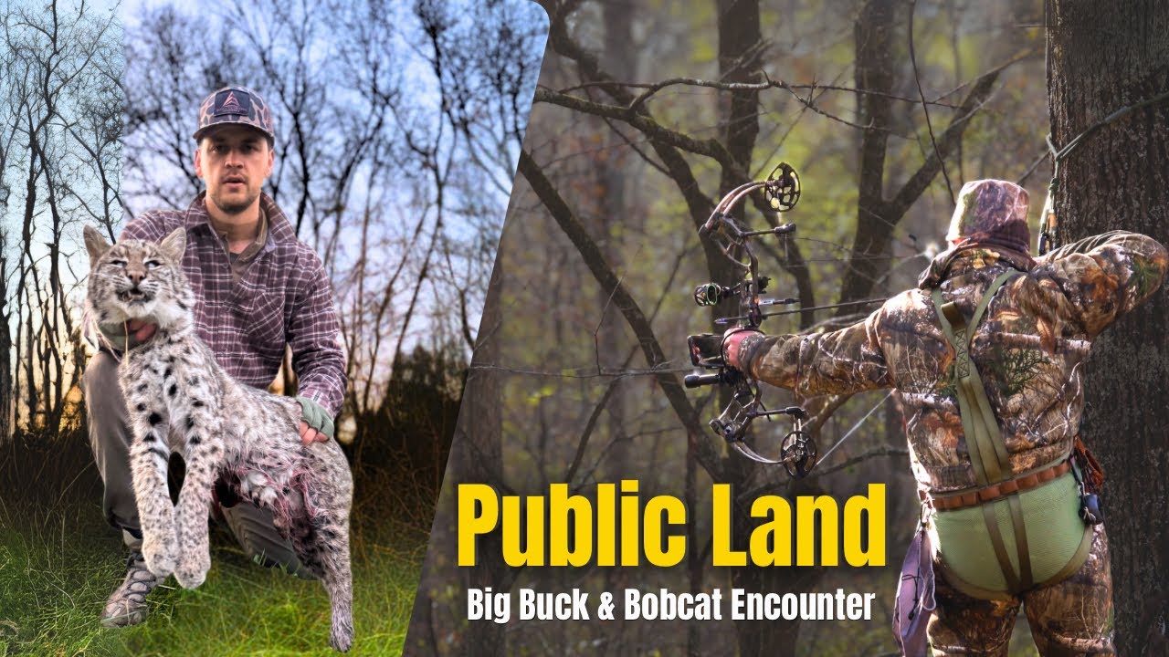 PRE‑RUT in ALABAMA &ndash; Big BUCK & Bobcat! (PUBLIC LAND)