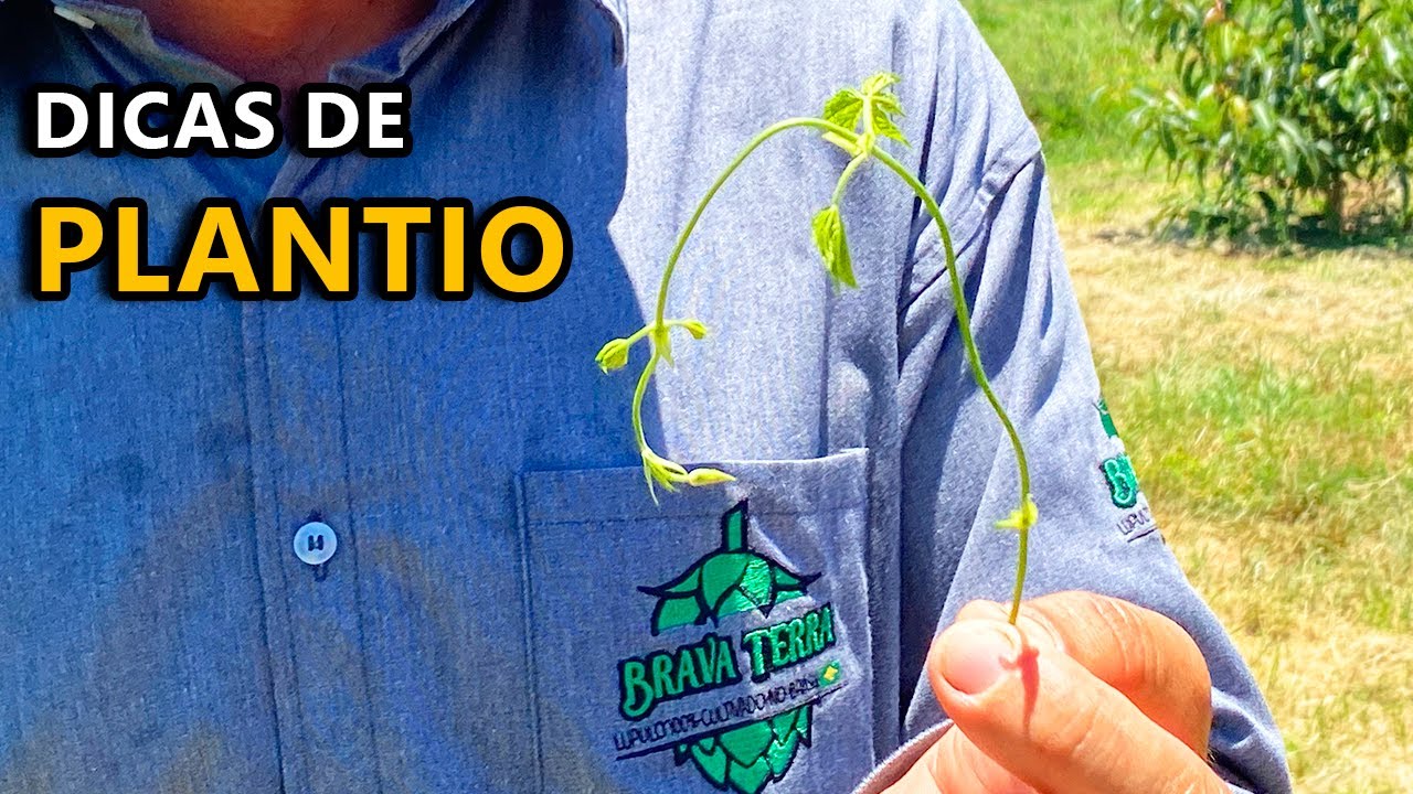 Lúpulo - Dicas de Plantio e Cultivo