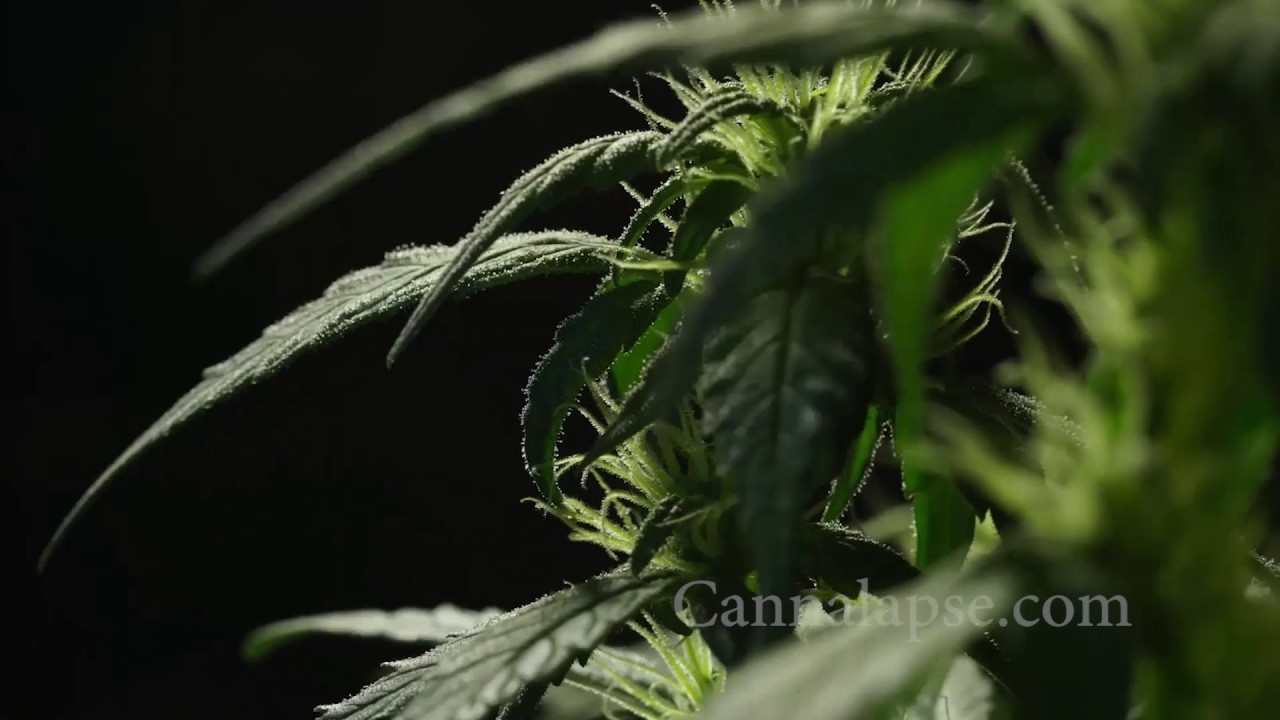 Ca Jillybean Preflower 2