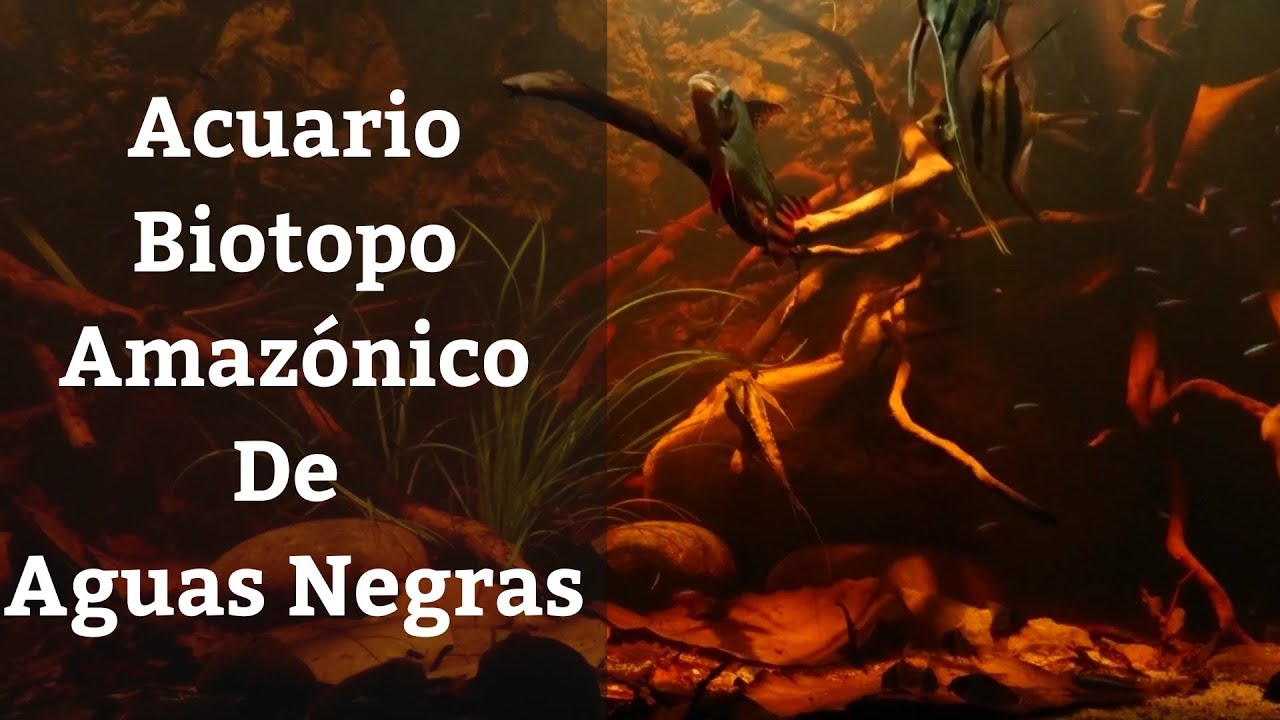 🔵 Acuario Biotopo De Aguas Negras (Acuarios MB)