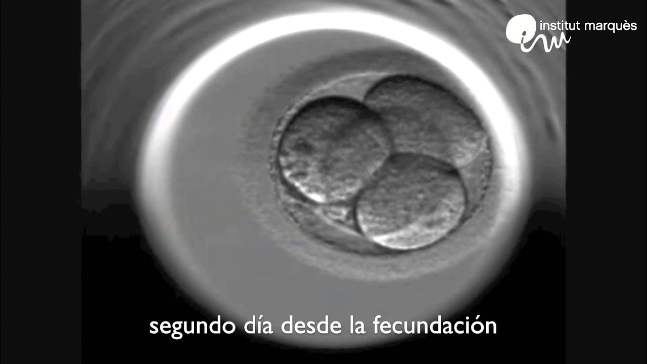 INSTITUT MARQU&Egrave;S - La #m&uacute;sica mejora la #Fecundaci&oacute;nInVitro