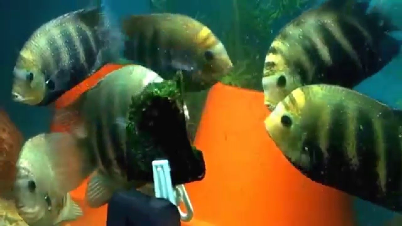 Green Chromides / Etroplus suratensis feeding