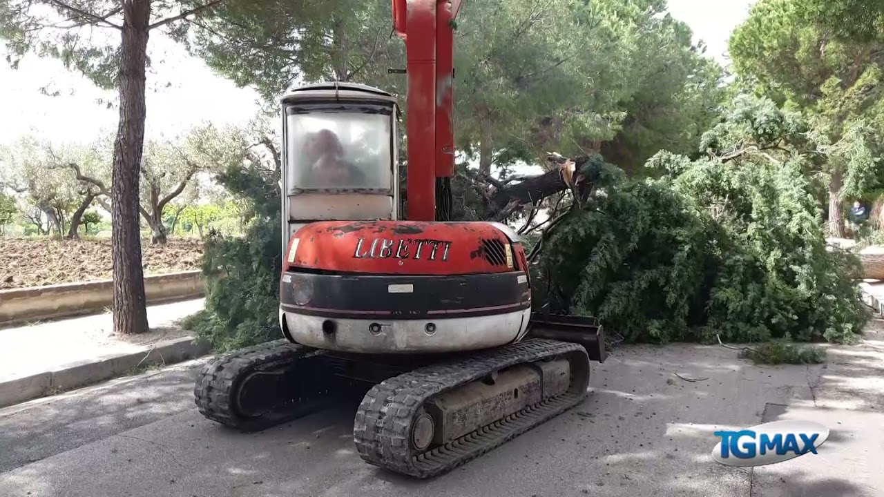 Fossacesia, al via abbattimento pini e cipressi