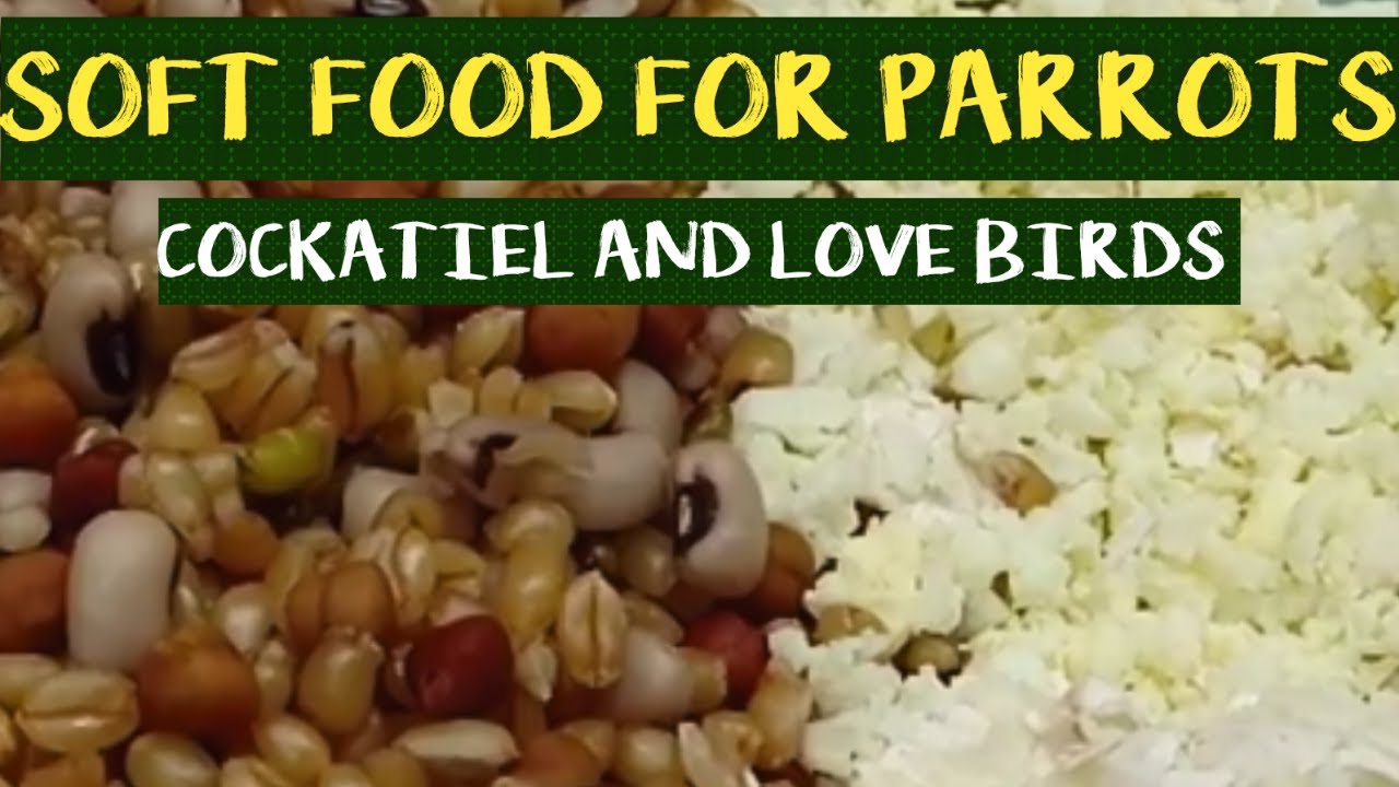 Soft food for parrot cockateil, love birds