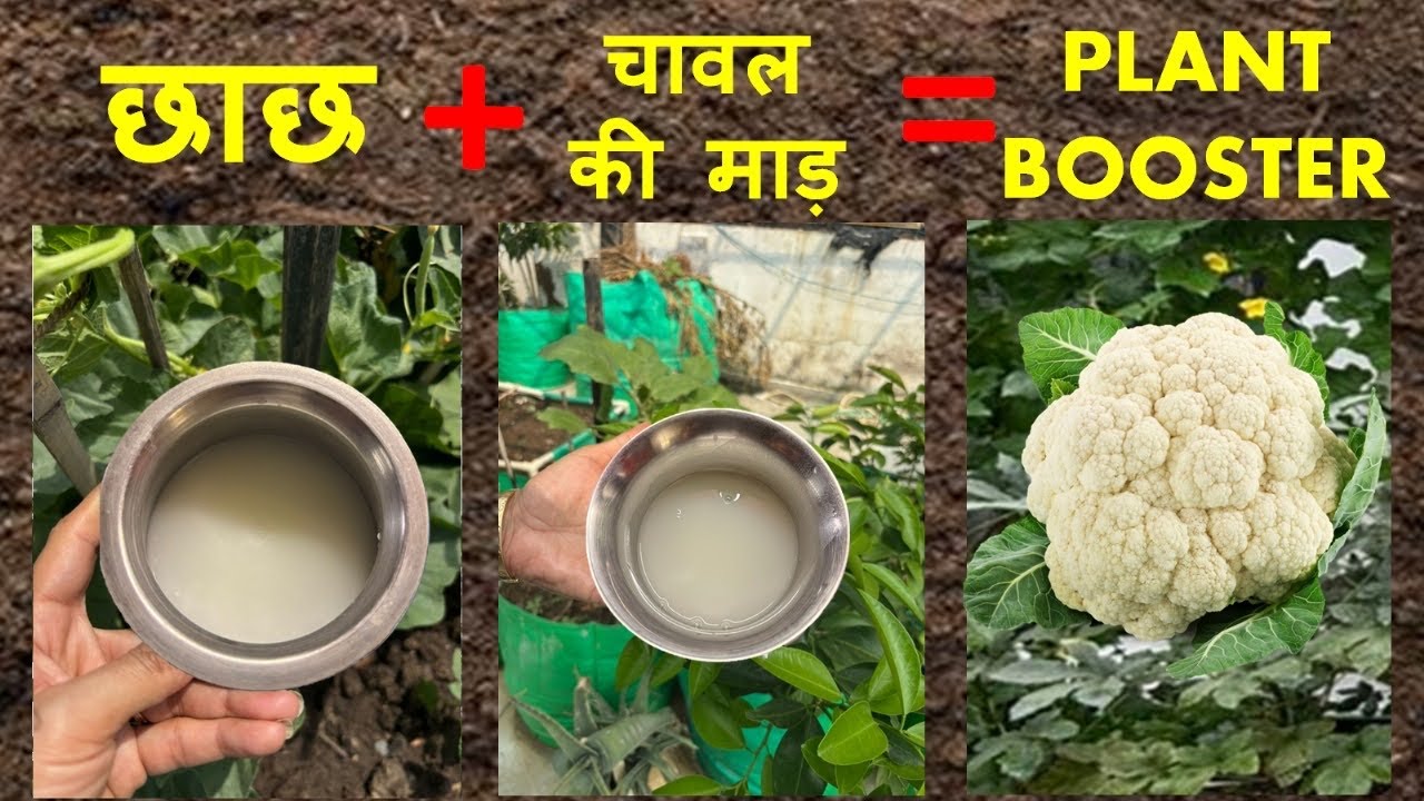 छाछ और चावल की माड़ का जादू | Best Fertilizer | भर- भर कर सब्ज़ियाँ | #fertilizer 
