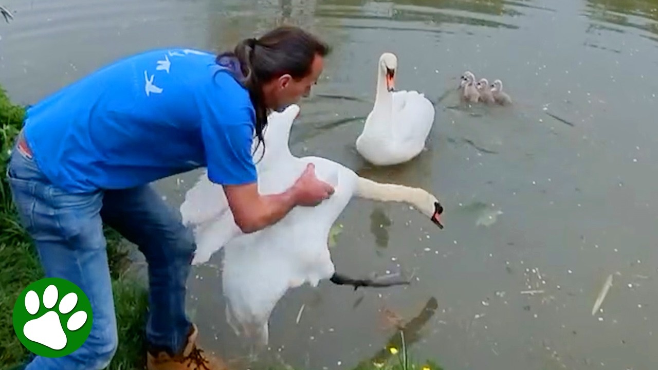 That little tail wag when mama swan gets her mate back ❤️