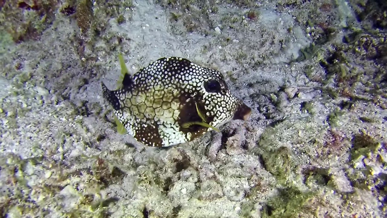 Trunkfish Night