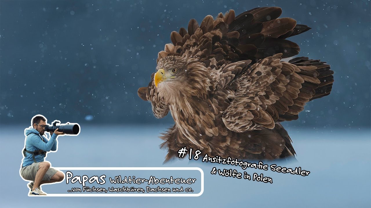 Folge 18 - Ansitzfotografie Seeadler & Wölfe in Polen