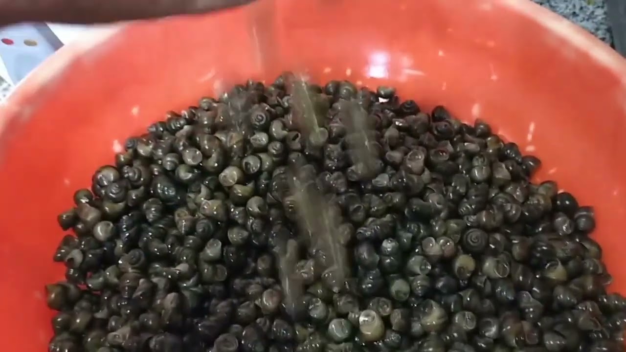 Tharu ghonghi recipy