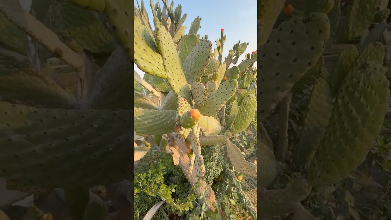 Bir bitki yıllarca susuz kalabilir mi?