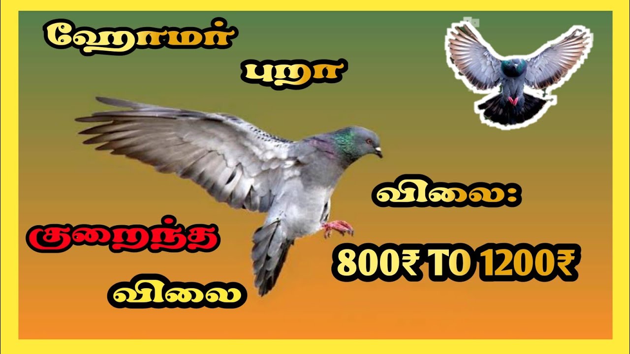 ஹோமர் புறா எப்படி வாங்குவது/how to buy Homer pigeon in tamil/ஹோமர் புறாவை பழக்குவது எப்படி/KMY vlogs