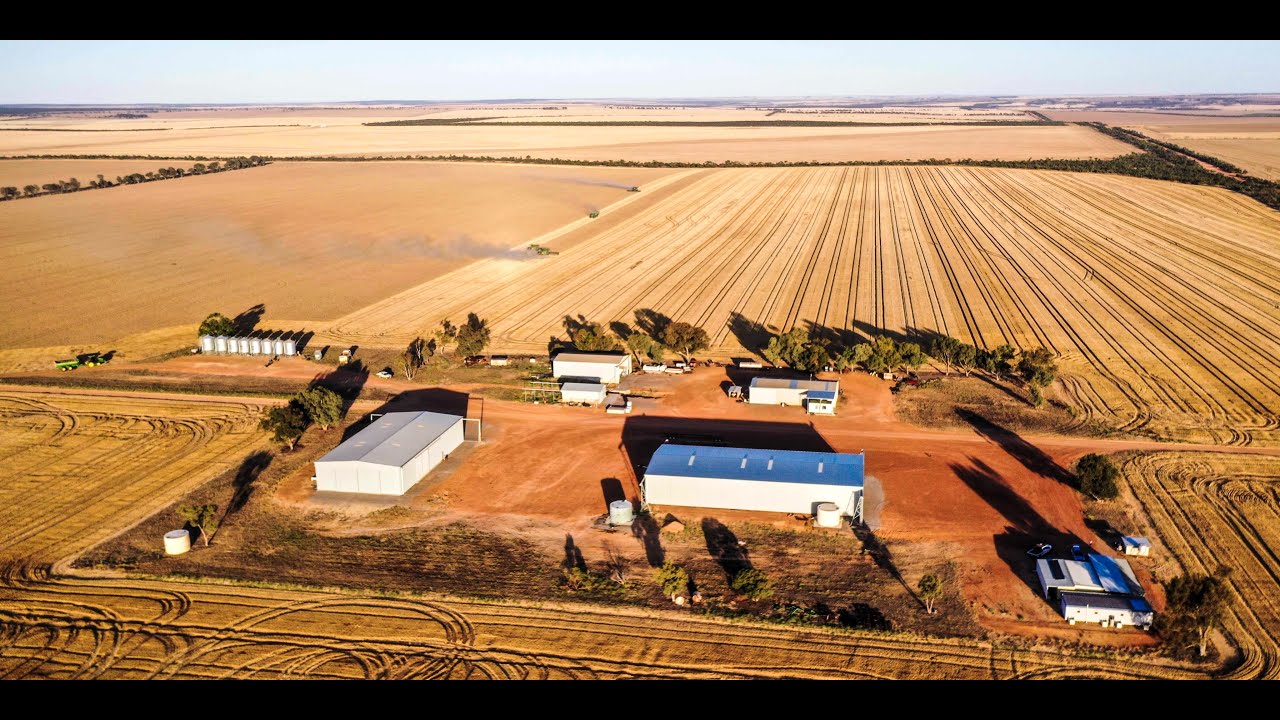 BML Farms just out of Eradu taking off a 5t ha crop.