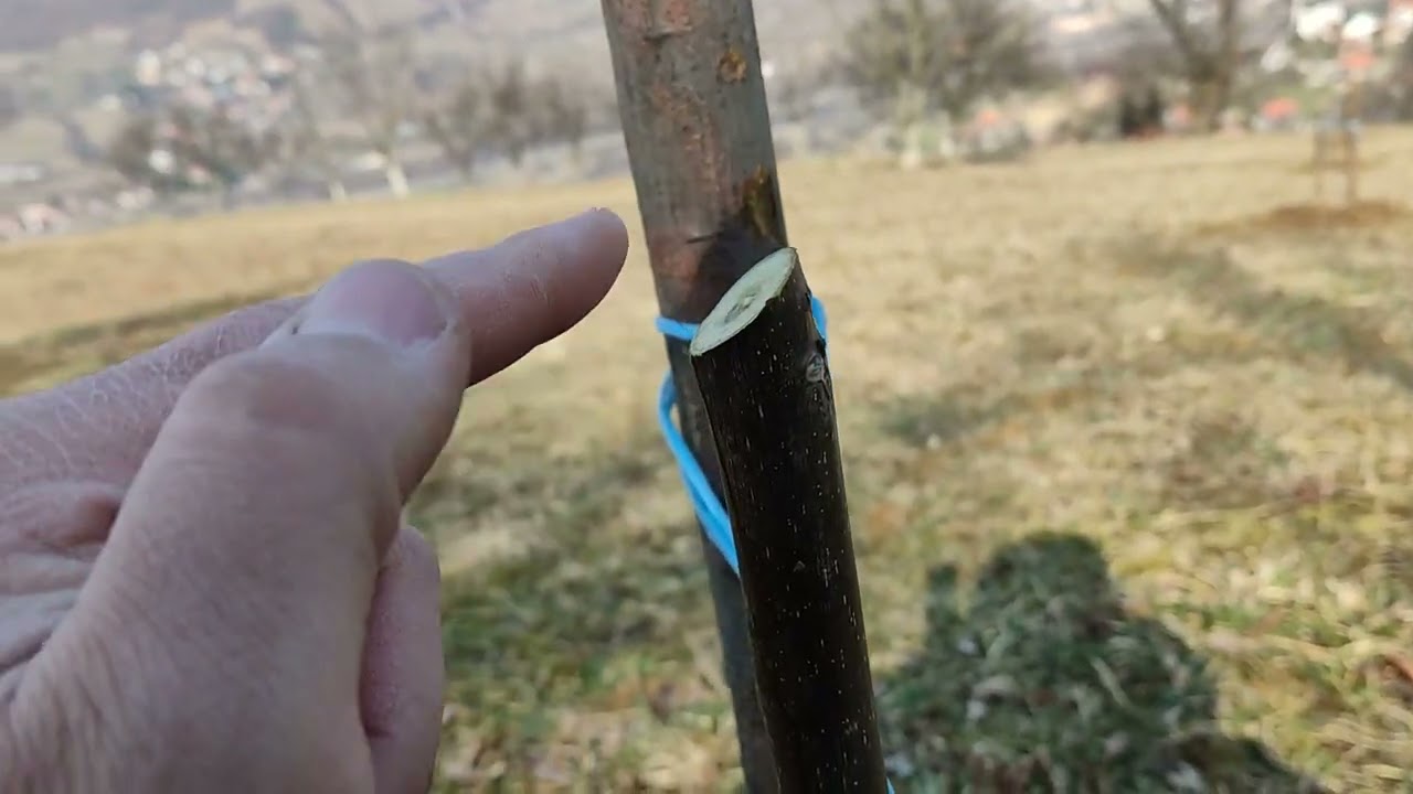 Čepovanje sadnica kalemljenog oraha, čepiranje