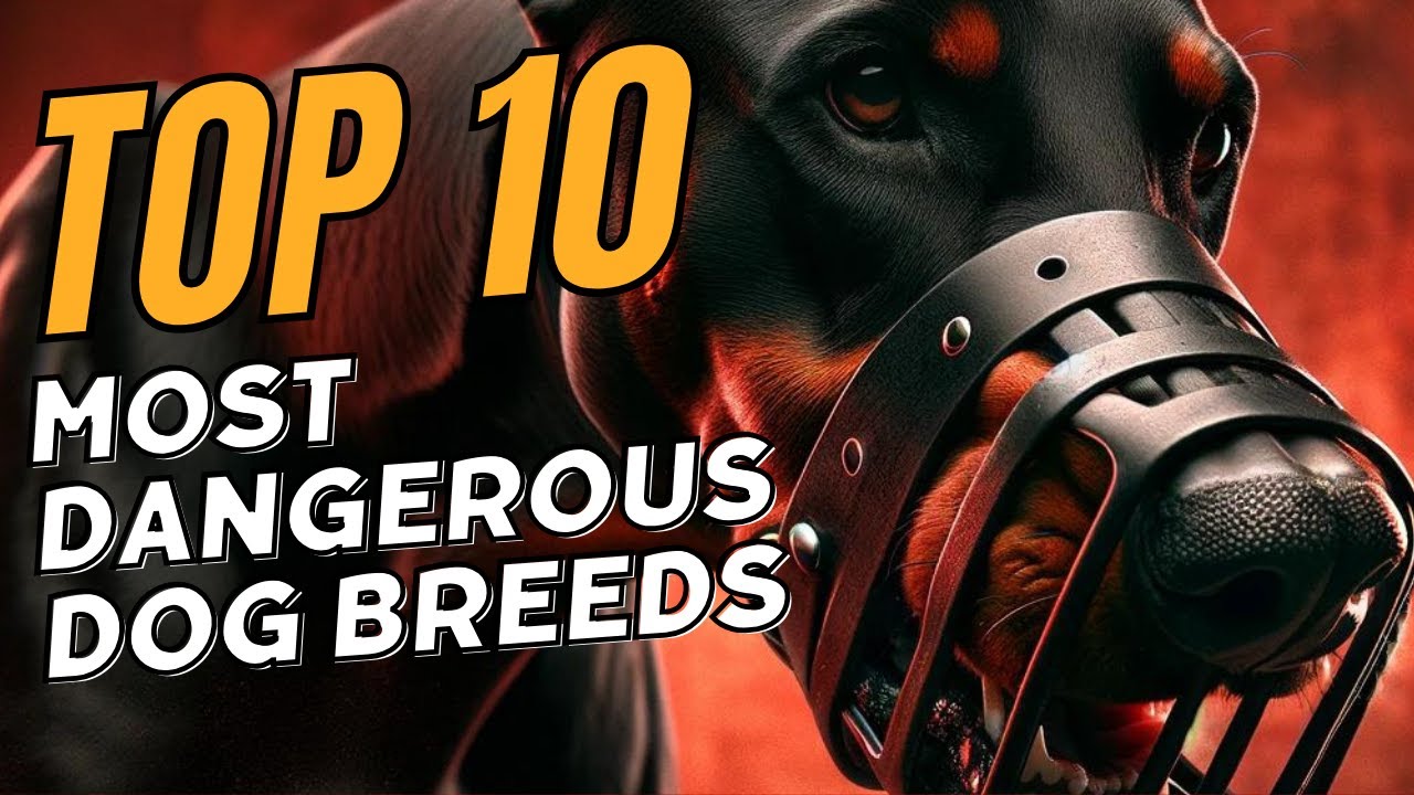 TOP 10 MOST DANGEROUS DOGS | POWERFUL BREEDS!