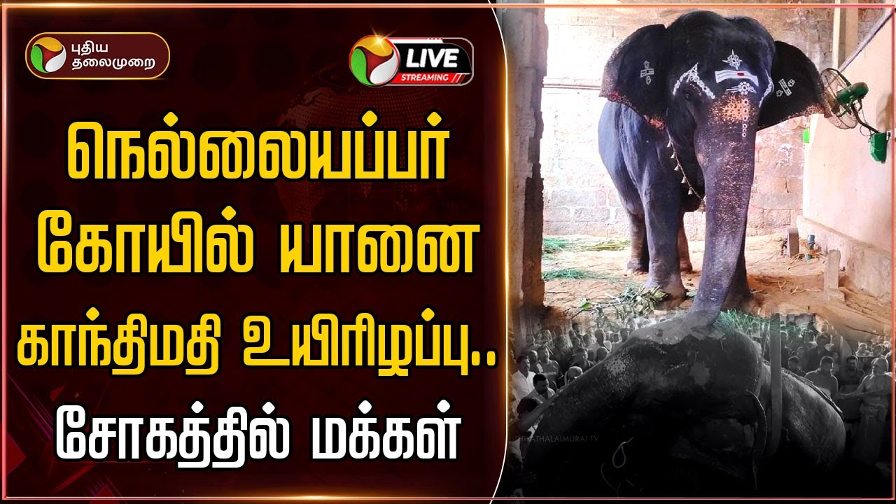 🔴LIVE: நெல்லையப்பர் கோயில் யானை காந்திமதி உயிரிழப்பு.. சோகத்தில் மக்கள் |