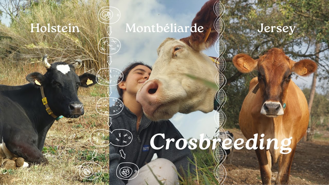 Frisona, Jersey i Montbéliarde🐮| El millor crossbreeding a la nostra granja de vaques de llet