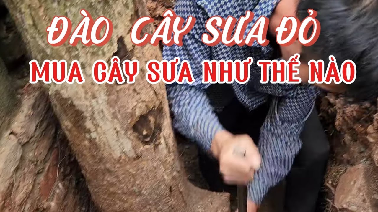 MUA CÂY SƯA ĐỎ 18 NĂM VANH 78 LÕI 14 GIÁ 14tr LÃI TO như thế nào 