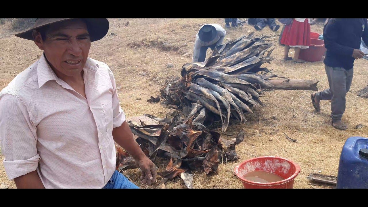 QACHUA YARQA ASPIY  HUANCARAYLLA 2