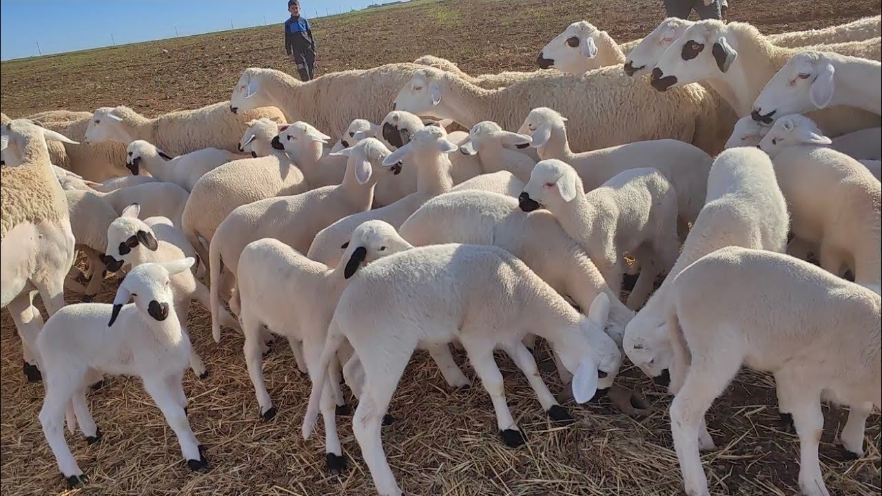 اكتر من 80نعجة غالبيتها والدة، وشي 30باقة ضارة للبيع عند الكساب عبدالمجيد التواصل 0678754175
