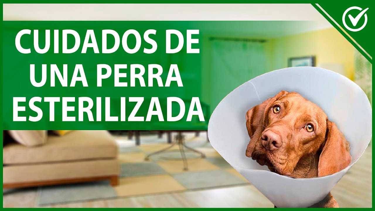 🐶 ¿Cuánto Tarda en Recuperarse una Perra Esterilizada? 🐶🤕