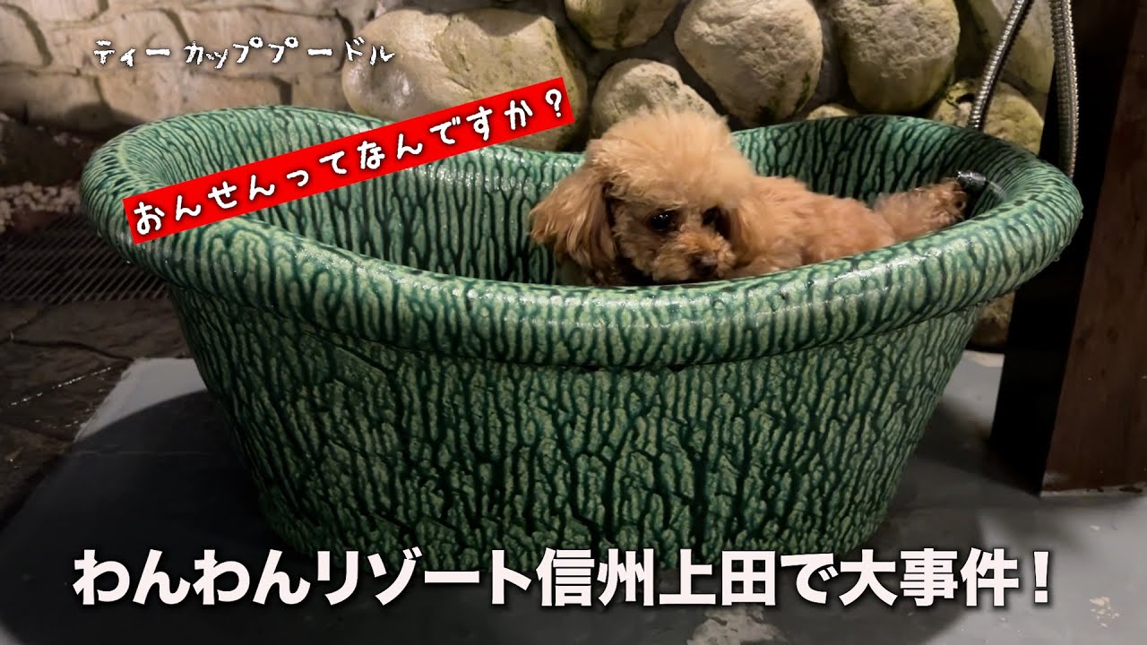 【水が苦手なトイプーと犬と入れる温泉ホテルに行ったなら】えええ！そんな！！心と身体を癒す極上温泉ペットホテル。