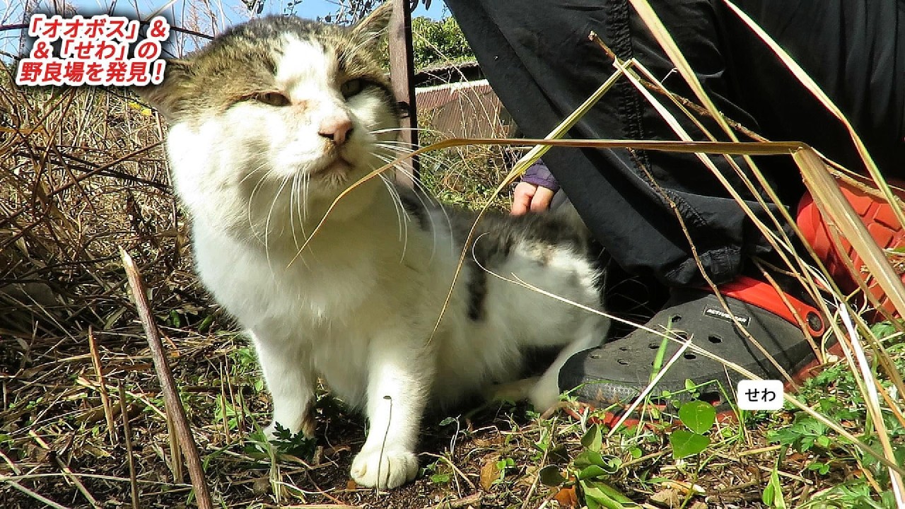 「オオボス」＆「せわ」の野良場を発見！0215